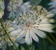 JARZMIANKA SHAGGY duże BIAŁE kwiaty niespotykana SADZONKI astrantia