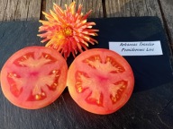 Pomidor Arkansa Traveler z 1900 roku nasiona kolekcjonerskie heirloom