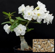 RÓŻA PUSTYNI ADENIUM BIAŁE NASIONA