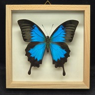 Motyl w gablotce Papilio Ulysses 6