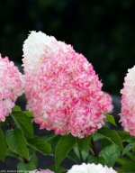 Hortensja bukietowa Living Pink & Rose
