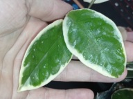 Hoya Hoja CARNOSA KRIMSON QUEEN cięta