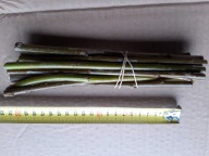 WIERZBA MIGDAŁOWA SZTOBRY 10 SZTUK MIODODAJNA ULE