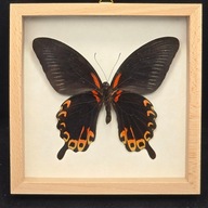 Motyl w gablotce Papilio Deiphobus