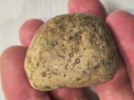 Skamieniałe koralowce algi glony