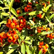 Ognik szkarłatny 'Navajo' (Pyracantha coccinea) P13 Pomarańczowy