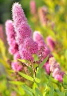 Tawułą wierzbolistna MIODODAJNA duże sadzonki