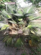 GORSZY STAN – NIŻSZA CENA Trachycarpus fortunei X wagnerianus -12 Palma
