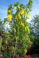 Złotokap grab dąb buk wiąz platan brzoza ambrowiec klon akacja lipa inna