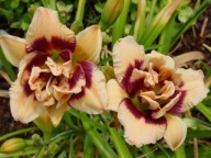 Liliowiec 'ROSTWITHA' Hemerocallis