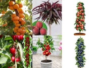 Pakiet 5 drzewek kolumnowych + GRATIS