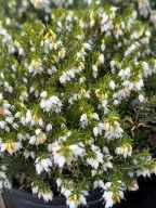 wrzosy wrzośce wrzos wrzosiec pakiet 500 szt