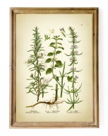 ZIOŁA, reprint starej grafiki, ROZMARYN, MELISA, HYZOP, vintage A3