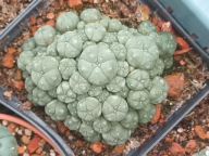Kaktus Lophophora williamsii duża z ziemią i donicą L19+ gratisy +ogrzewacz