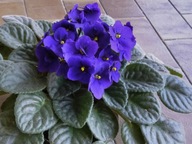 FIOŁEK WONNY SADZONKA W DONICZCE P8 ZADARNIAJĄCY POD DRZEWA NA OBWÓDKI