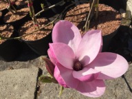 Magnolia 'Yaeko'
