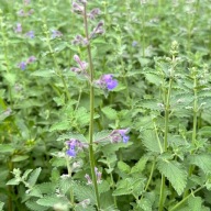 Kocimiętka 'Walker’s Low' Na taras balkon rabatę (Nepeta x faassenii) P13