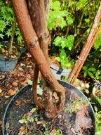 Klon tatarski pienny warkoczowy okaz 16 letni splątany szczepiony inny