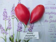 Pomidor Korelskij Dinnopłodnyj bardzo wczesny nasiona kolekcjonerskie