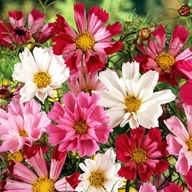 Onętek, Kosmos - Sea Shell sadzonka z gołym korzeniem 100 szt