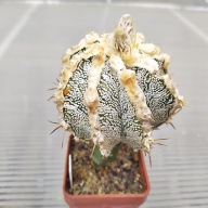 *KAKTUSY* ASTROPHYTUM MYRIOSTIGMA - KULTIVAR