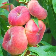 Brzoskwinia PŁASKOOWOCOWA Producent