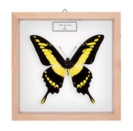 Motyl w gablotce Papilio thoas cinyras