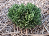 NOWA KRÓLOWA KOSODRZEWIN Sosna górska 'Kouty' C5 PA