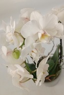 PHALENOPSIS storczyk multiflora 3