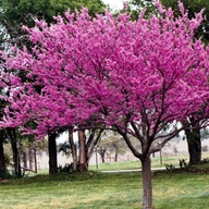 Jabłoń Rajska Ola ozdobna różowe kwiaty