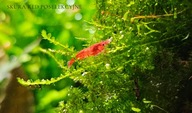 Krewetki Neocaridina Red poselekyjne 10 szt. "ciepła paczka" od fibell