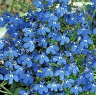 Lobelia niebieska zwisająca doniczka