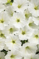 Supertunia Vista “Snowdrift” P10 BIAŁA, gęsta sadzonka