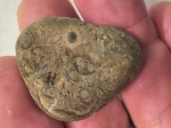 Skamieniałe koralowce algi glony agaty muszlowe