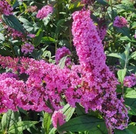 Budleja ''PINK DELIGHT'' NAJWIĘKSZY KWIAT Motyli krzew różowa KWIAT DO 40CM