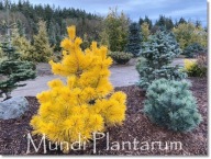 Pinus pungens 'Custer's Locks' - !!!