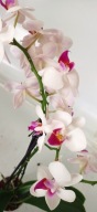 Phalenopsis storczyk 3x