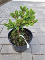 UNIKATOWY KARZEŁEK Świerk pospolity 'Wanddorfi' C5