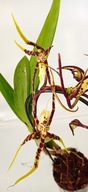 storczyk oncidium cambria brassia 17