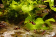 Dorosłe samice Gupika Endlera Poecilia Wingei 10 szt min. 3 cm