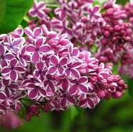 Lilak ''SENSATION'' Dwubarwny kwiat PACHNĄCY C1