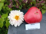 Pomidor Sisters gigantyczne malinówki do 1 kg nasiona kolekcjonerskie