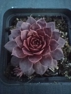 Rojnik 519 BAD BOY jedna z najciemniejszych odmian