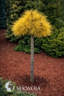 Sosna Jeffreya 'Misty Lemon' 'Lemon Frost' ZŁOTA NA PNIU, UNIKAT