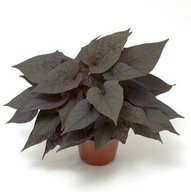 Wilec ipomea Batatas Sidekick Heart Black CZARNE LISTKI