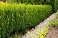 Cis HICKSII -20cm - ZIMOZIELONY- NA żywopłot