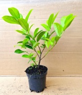 Laurowiśnia NOVITA SADZONKA DONICZKA p9 40-60 cm