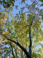 Klon czerwony Yokozuna szczepiony palmowy inny