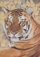 KRAKÓW - TYGRYS BENGALSKI - KOT - ZOO - OGRÓD ZOOLOGICZNY