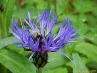 Chaber Górski Bylina Sadzonka P9